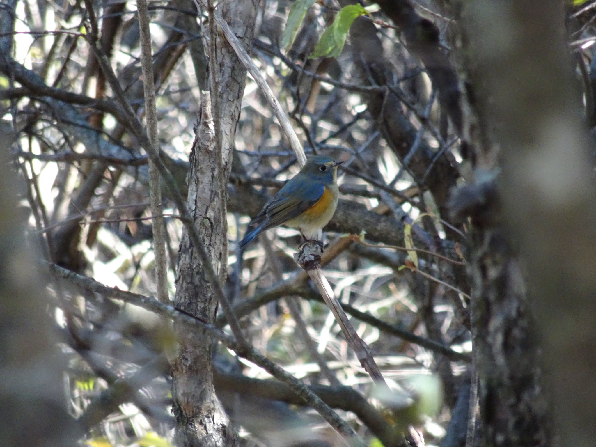 Red-flanked Bluetail