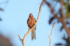 Platycercus elegans adelaidae