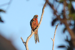 Platycercus elegans adelaidae