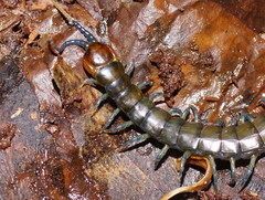 Cormocephalus esulcatus