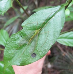 Chlorotipula