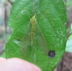 Chlorotipula
