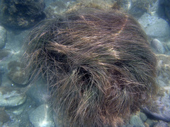 Phyllospadix japonicus