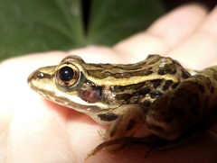 Lithobates magnaocularis