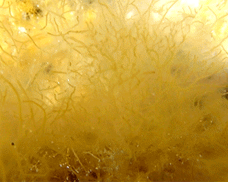 Mesogloia vermiculata observed 2023-04-23