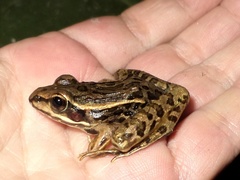 Lithobates magnaocularis