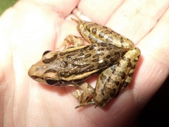 Lithobates magnaocularis