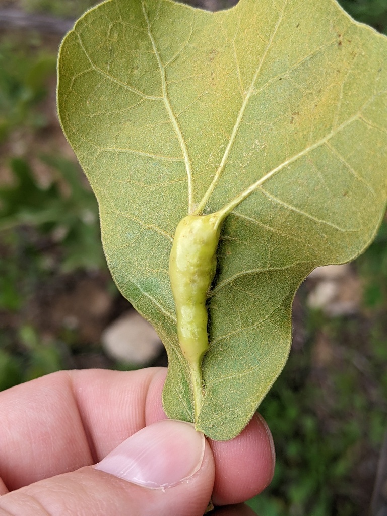 Callirhytis quercusnigrae
