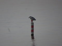 Nycticorax nycticorax