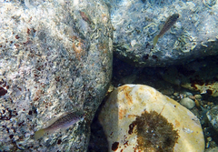 Sebastes ventricosus