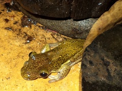 Triprion spatulatus