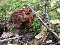 Gyromitra