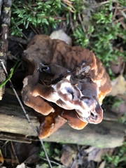 Gyromitra
