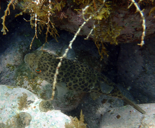 Panther puffer (Takifugu pardalis) — Tetraodontidae — 5
