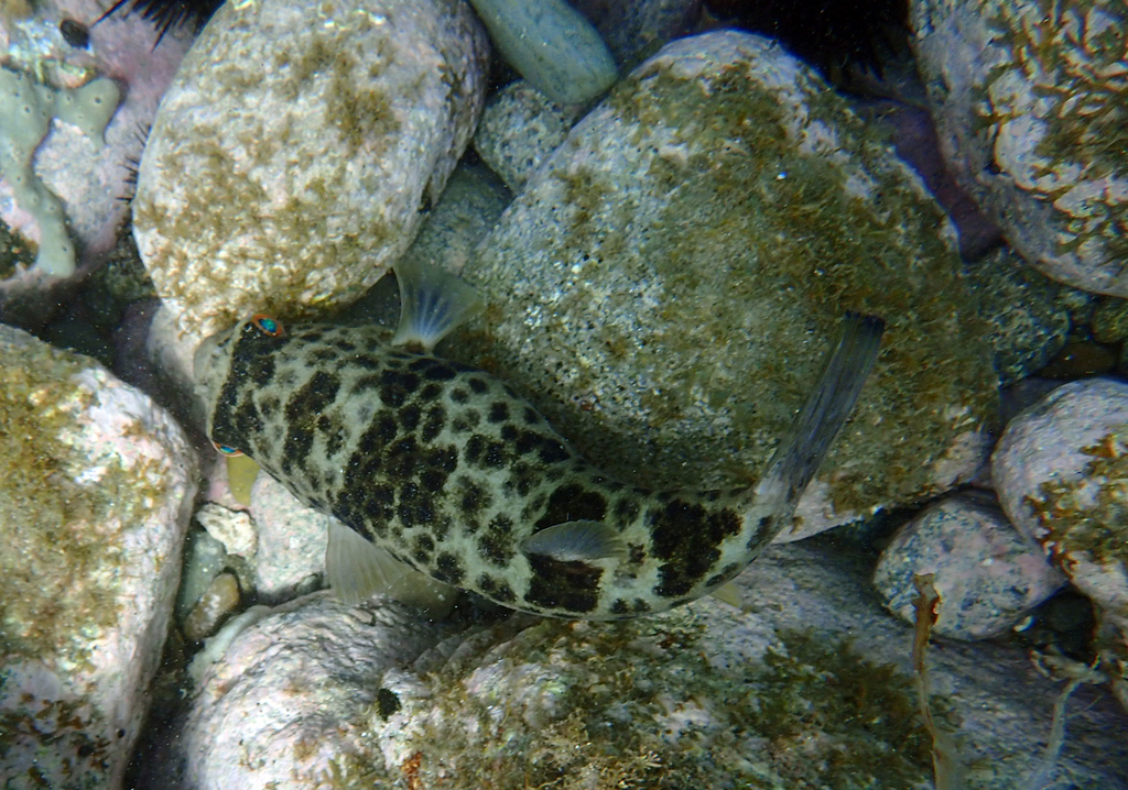 Red-Eyed Puffer