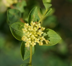 Pimelea flava flava