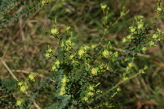 Pimelea flava flava