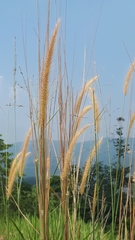 Cenchrus polystachios