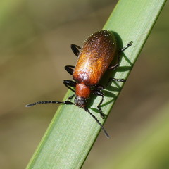 Ecnolagria rufescens
