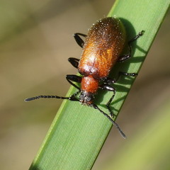 Ecnolagria rufescens