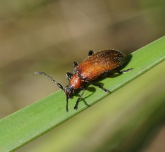 Ecnolagria rufescens