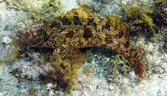 Hexagrammos octogrammus