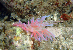 Phyllodesmium serratum