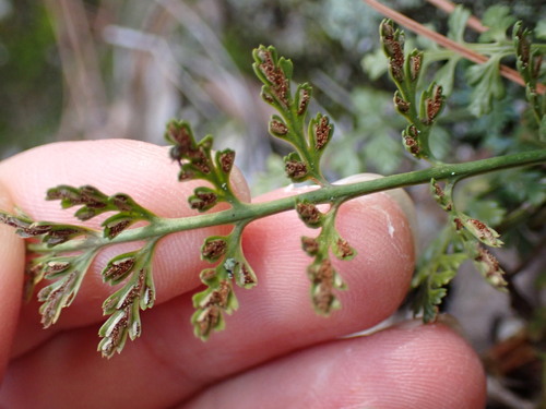 Asplenium anogrammoides (Asplenium anogrammoides)