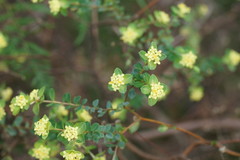 Pimelea flava