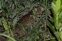 Prionailurus bengalensis