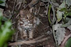 Prionailurus bengalensis