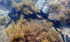 Girella punctata