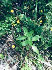 Haloragis erecta erecta