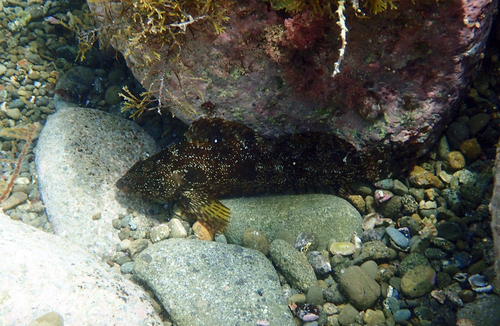 Spotty-Bellied Greenling (Hexagrammos agrammus) · iNaturalist