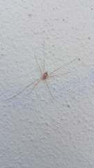 Opilio saxatilis