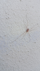 Opilio saxatilis