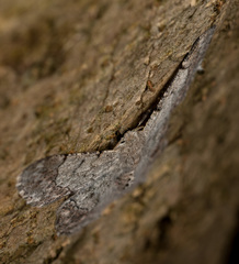 Pingasa rubimontana