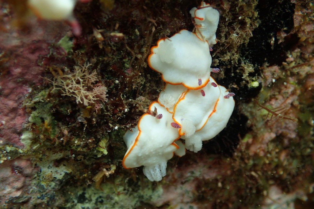 Verconia subnivalis