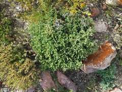 Aspalathus cymbiformis