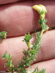 Aspalathus cymbiformis