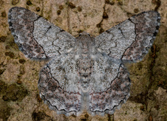 Pingasa rubimontana