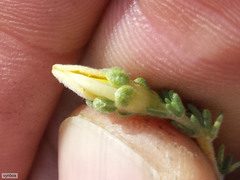 Aspalathus cymbiformis