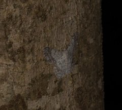 Pingasa rubimontana