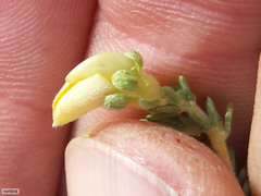 Aspalathus cymbiformis