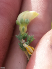 Aspalathus cymbiformis
