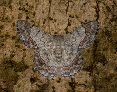 Pingasa rubimontana