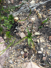 Cyanella hyacinthoides