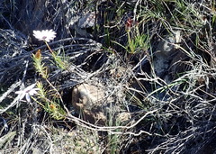 Dimorphotheca montana