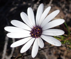 Dimorphotheca montana