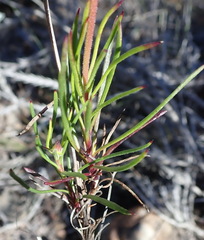 Dimorphotheca montana